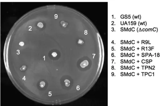 Fig. 5. QS-controlled bacteriocin production in S. mutans strains. Only peptides CSP, SPA-18 (5), and R13F (4) induce the same level of bacteriocins as GS5 (1).