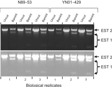 Fig. 9. Assay for expression of DFR alleles in seed coat tissue. Re- Re-verse transcription reaction products with RNA from 25 dpa seed coats of Brassica napus were PCR-amplified with primers situated near the extreme ends of the DFR open reading frame (se