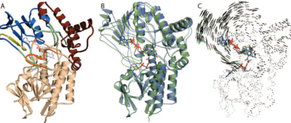 Figure 1. Color-coded cartoon representation of overall domain structure of CHMO and examination of conformational changes: (A) wheat, FAD domain;