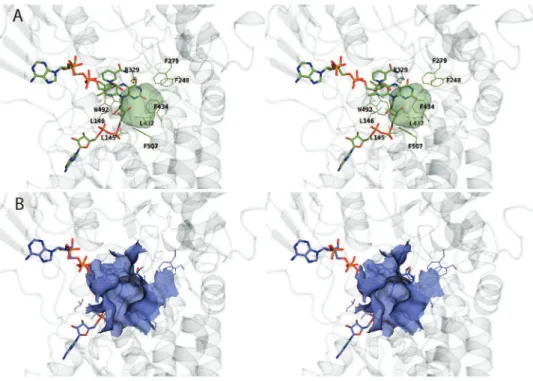 Figure 3. Comparison of active-site pockets observed in CHMO closed and CHMO open . (A) Stereodiagram showing an enclosed cavity of ∼ 150 Å 3 in CHMO closed