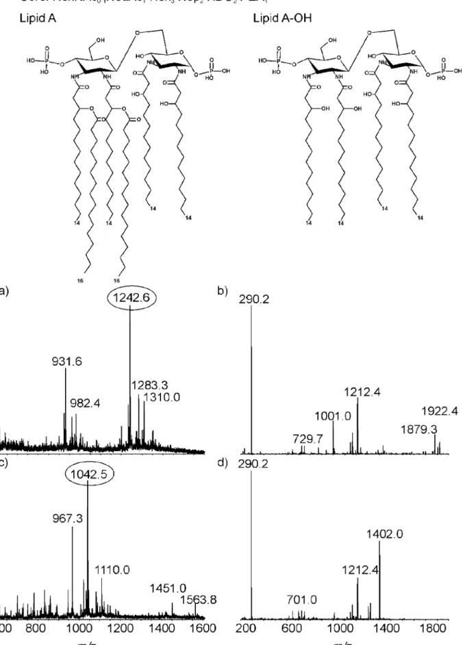 FIG. 3. CE-MS analysis of the LOS from the NCTC11168⌬38-44 mutant. (a) MS spectrum of intact LOS; (b) MS-MS spectrum of ion at m/z 1,242.6; (c) MS spectrum of O-deacylated LOS; (d) MS-MS spectrum of ion at m/z 1,042.5.