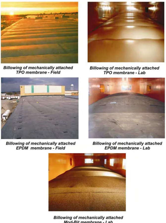 Figure 1: Field and laboratory response of mechanically attached membrane  roofs 