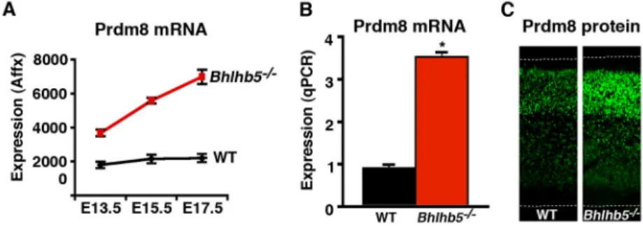 Figure 1. Screen for Bhlhb5 target genes identifies the PR/SET-domain protein, Prdm8 A) Affymetrix microarray-based gene profiling was performed to identify genes that are misexpressed in the dorsal telencephalon of Bhlhb5 −/−  mice