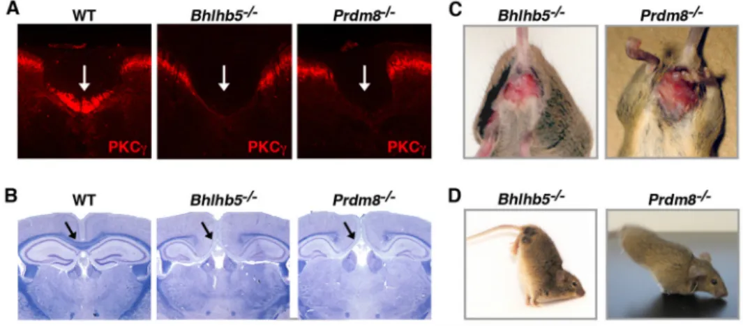 Figure 2. Mice lacking either Bhlhb5 or Prdm8 have similar phenotypes