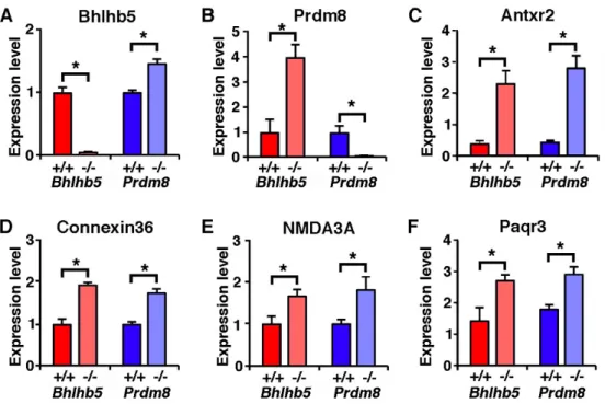 Figure 4. Mice lacking either Bhlhb5 or Prdm8 have a common molecular profile Affymetrix microarray-based gene profiling was performed to identify genes that are misexpressed in the dorsal telencephalon of either Bhlhb5 −/−  or Prdm8 −/−  mice at P0