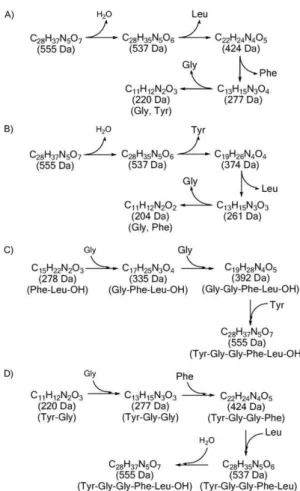 Fig. 7 Stepwise analysis of 5-leucine enkephalin sequences.