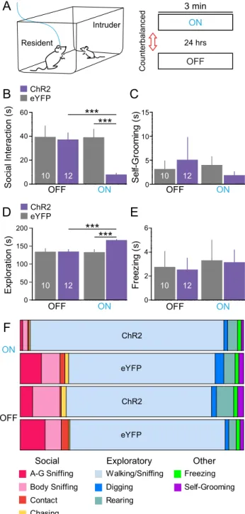 Fig. 3A shows confocal images of the BLA taken at 40 from representative ChR2 and eYFP mice that