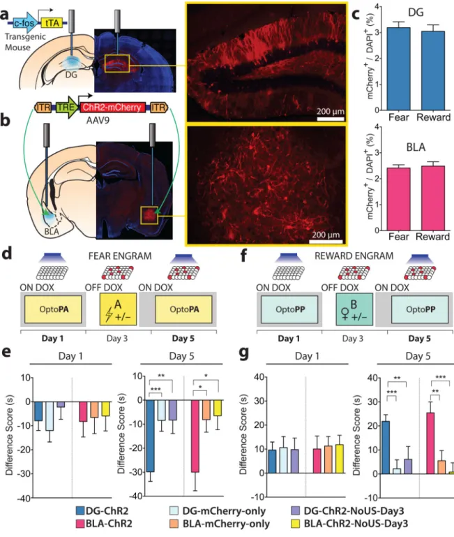 Figure 1. Fear and reward engram reactivation, both in the DG and the BLA, drives place avoidance and place preference, respectively