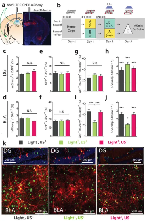 Figure 3. DG to BLA functional connectivity changes after induction