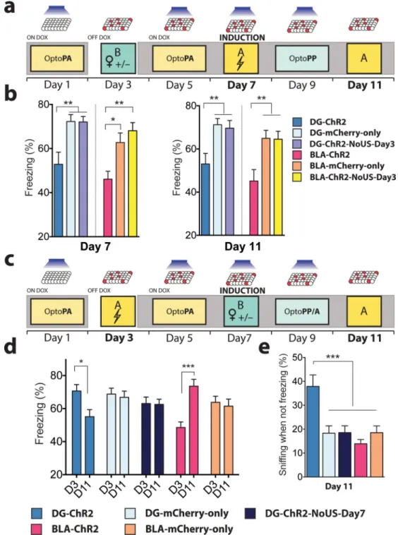 Figure 4. Memory induction alters naturally cued fear memory