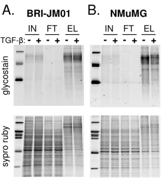 Figure 6 shows representative LC-MS quantitative data for two down-regulated proteins that were identified by a  sin-gle peptide: low-density lipoprotein receptor (LDLR) in BRI-JM01 cells and α-N-acetylglucosaminidase in NMuMG cells