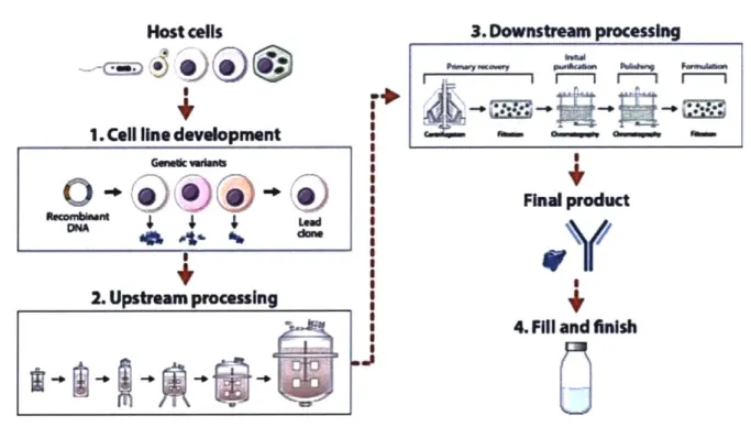 Figure 2-1.  Schematic  showing the  steps of biomanufacturing.  First  is cell  line development,  second  is upstream  processing,  third is downstream  processing,  and  last  is  fill  and finish