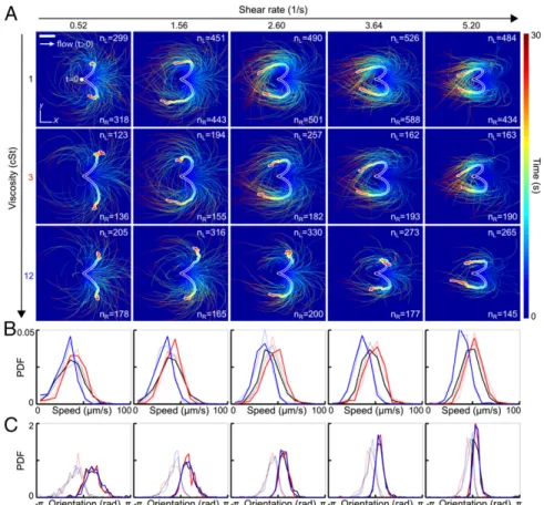 Fig. 1. Turning behavior of human sperm under flow reversal reveals two kinematically distinct swimming states