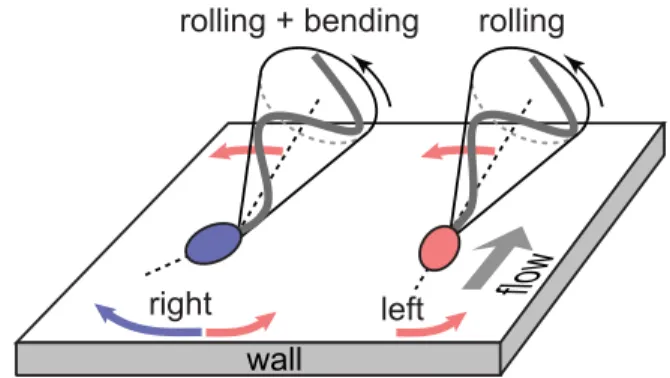 Fig. 4. Turning mechanisms implied by 3D data. Left-turning (red) and right-turning (blue) sperm cells roll their flagellum counterclockwise with a conical beat envelope, resulting in a left-turning torque
