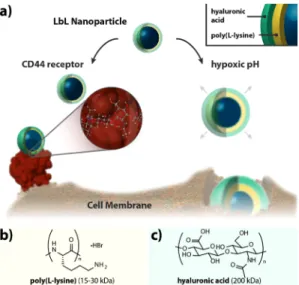 Figure 1. Hyaluronan Layer-by-Layer (LbL) nanoparticles actively target hypoxic tumor pH and cancer stem cell receptor CD44