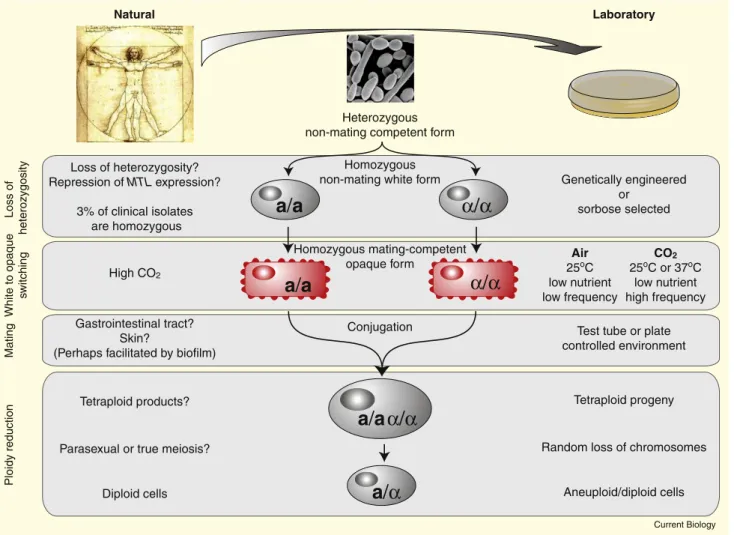 Figure 1. A comparison of natural and laboratory mating in C. albicans.