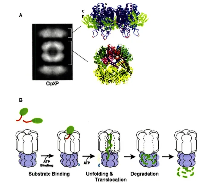 Figure  13.  a)  Structure  of CIpXP:  Electron  micrograph  showing the  barrel-shaped  ClpP  sandwiched between two  hexameric  rings of CIpX  (From Ortega  et  al,  2000)