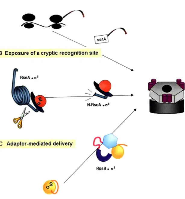 Figure  1.5.  Regulation  of substrate choice  by  CIpXP.  a) Rescue  of stalled ribosomes  by  trans-