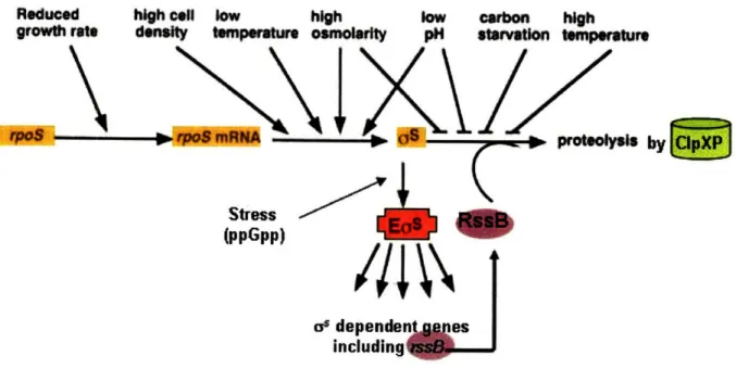 Figure  1.6.  Induction  of RpoS  expression through the  influence of various  environmental  signals  on the different  levels of RpoS  regulation
