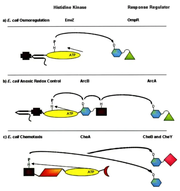 Figure  1.7.  Depiction  of the  modular  organization  of the  histidine  kinases  and their cognate  response regulators  using three  representative  examples,  a)  Class  I enzymes  (a and  b) like the prototypical  EnvZ have  variable  input  domains 