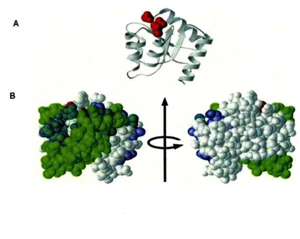 Figure  1.8.  Phosphorylation of a response  regulator  receiver domain  induces conformational  changes a) Ribbon  diagram  of CheY with the  three  conserved  active-site aspartate  residues  shown  in red