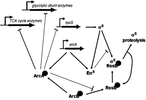 Figure  1.10.  Three-component  system  involving the  response  regulators  RssB  and ArcA,  and their cognate sensor  kinase,  ArcB