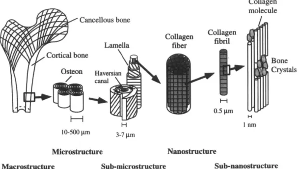 Figure  4  Hierarchical  structural  organization  of bone:  (a)  macrostructure:  cortical  and  cancellous  bone;  (b) microstructure:  osteons  with  Haversian  systems;  (c)  sub-microstructure:  lamellae;  (d)  nanostructure: