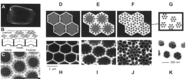 Figure 6  (A)  SEM  image  of a silica  shell  (Coscinodiscus sp.).  (B)  Schematic  showing  the  structural  set-up of the valve