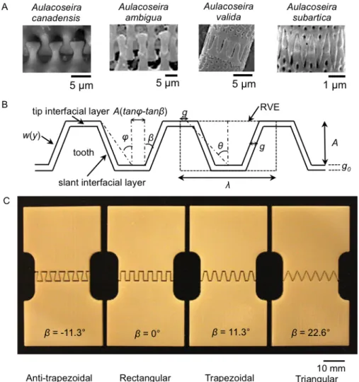 Figure  3-­‐‑1|  Inspiration  and  design  of  bio-­‐‑inspired  suture  interfaces.  A)  Examples  of  suture  interfaces  in     