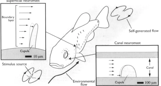 Figure  1-4:  Diagram  of  flow  stimuli  sources  and  the  the  lateral  line  system,  with enlarged  views  of  the  superficial  and  canal  neuromasts  [45].