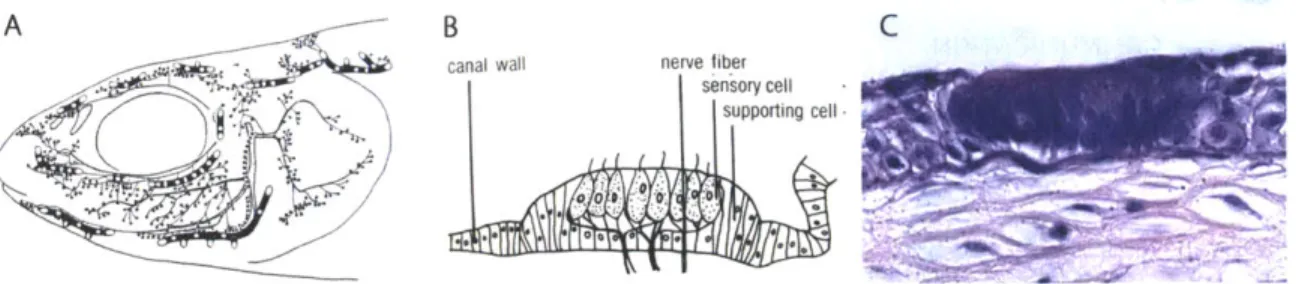 Figure  1-5:  A  - Cephalic  lateral  line  system, displaying  both the  canal  and  superficial subsystems