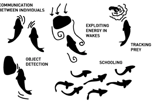 Figure  1-6:  A  sketch  shows  some  capabilities  enabled  by  the  lateral  line.