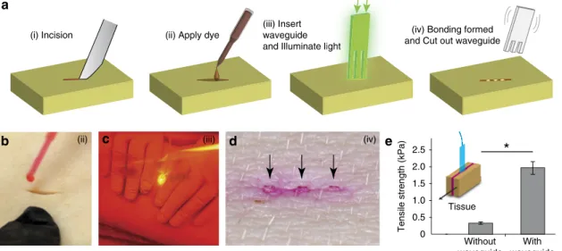 Figure 5 | Waveguide-assisted photochemical tissue bonding. (a) Schematic of the experimental procedure