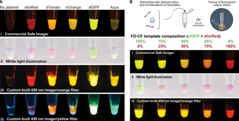 Fig. 2. Fluorescent proteins as visual outputs. (A) A set of fluorescent proteins were expressed by FD-CF expression in crude extract and visualized with (i) a laboratory  transilluminator (Safe Imager at 470-nm excitation), (ii) white light epi-illuminati