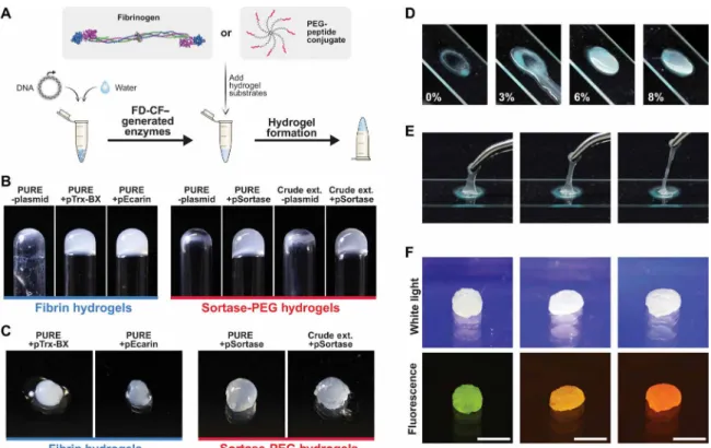 Fig. 4. Hydrogel-generating enzymes as tactile outputs. (A) Schematic of fibrin hydrogels created from FD-CF–generated batroxobin/ecarin proteases that activate  fibrinogen by cleavage or PEG-peptide hydrogels cross-linked by FD-CF–generated sortase enzyme