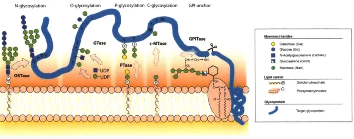 Figure  1-1:  Schematic  overview  of the five  different  types  of protein  glycosylation