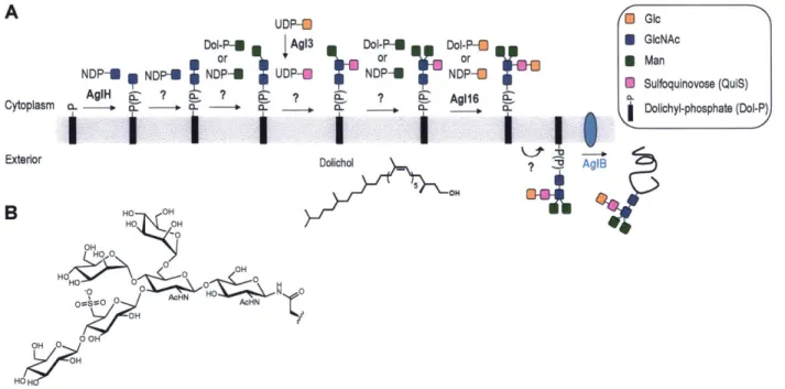 Figure  1-8:  (A)  Current understanding  of the N-glycosylation  pathway  in S.  acidocaldarius