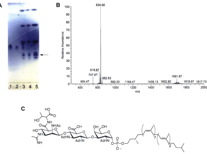 Figure  2-17:  Mass  spectrometry  analysis  of M  maripaludis total  lipid  extraction