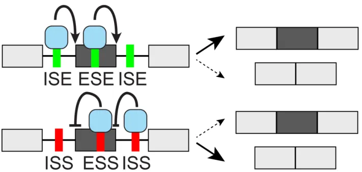 Figure 1-2: cis-acting splicing regulatory elements and trans-acting splicing factors cis-acting splicing regulatory sequences in the pre-mRNA include ESE/ESS (Exonic Splicing Enhancer/Silencer) and ISE/ISS (Intronic Splicing Enhancer/Silencer) elements