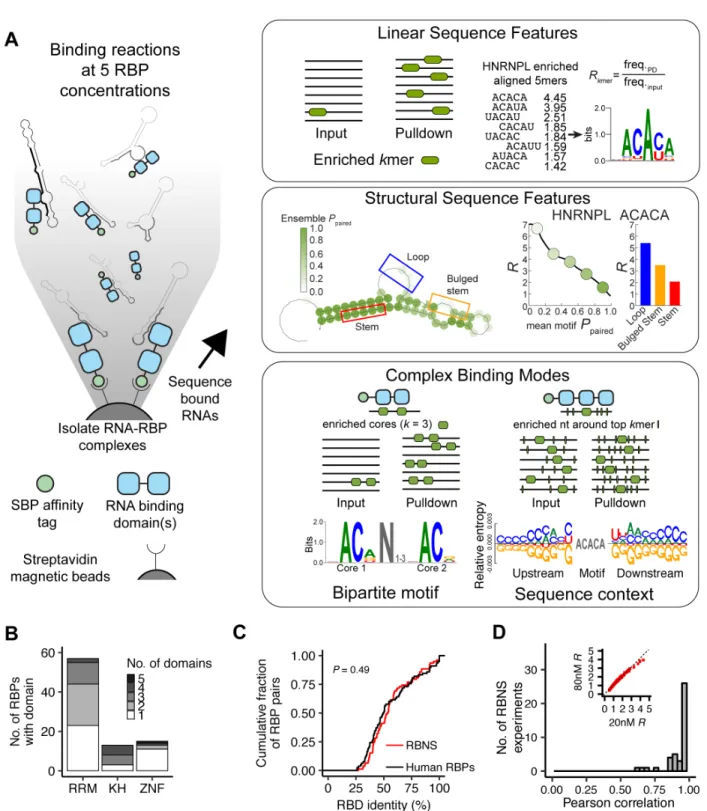 Figure 2-1: Overview of the high-throughput RNA Bind-n-Seq assay and compu- compu-tational analysis pipeline