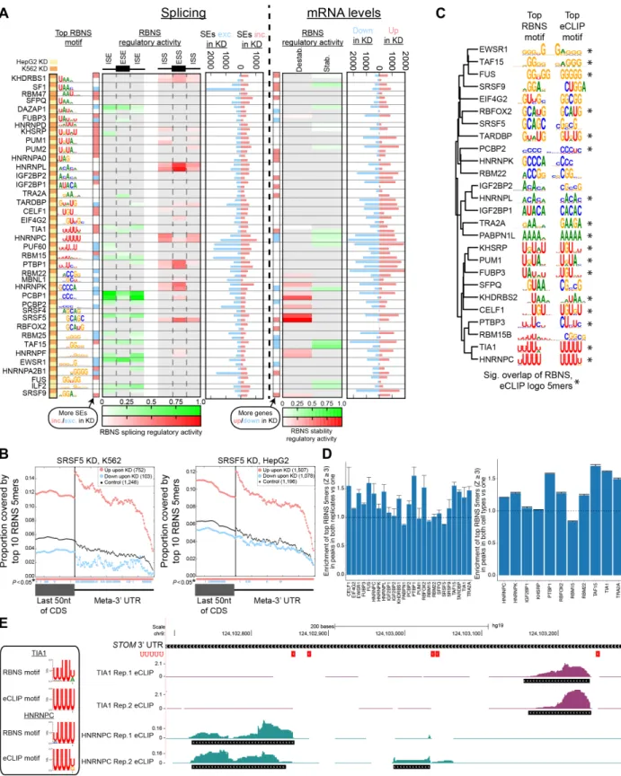 Figure 2-S3: RBNS-derived splicing and stability RNA maps and RBP binding in the transcriptome