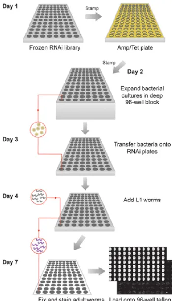 Figure 1. Typical workflow for the overall experiment.  Day 1, frozen RNAi library plates are stamped onto Amp/Tet LB agar plates and incubated at 37 °C