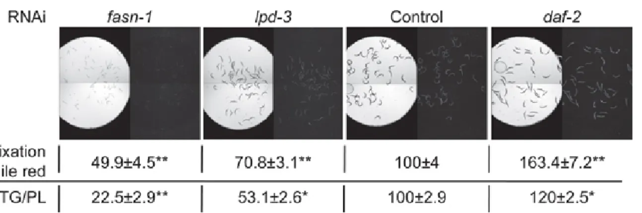 Figure 2. Fixative-based Nile red stains major C. elegans fat stores.  Representative bright field and GFP fluorescence images are shown of N2 worms fed on fasn-1 (small, low fat), lpd-3 (low fat), control (empty vector), or daf-2 (high fat) RNAi clones