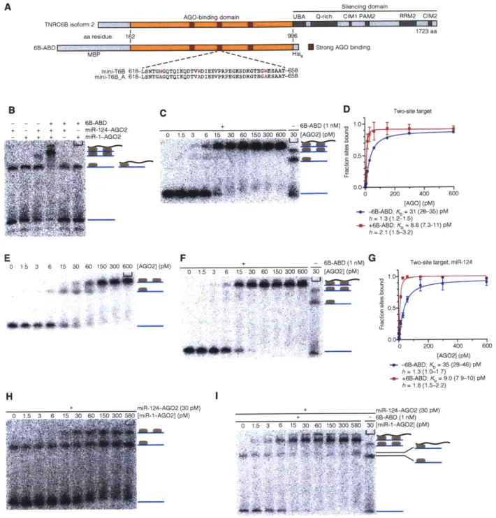 Figure  2. The  effects  of 6B-ABD  on  miRNA-AGO2  binding to two-site targets (A)  Domain  structure  of TNRC6B  and  its derivatives