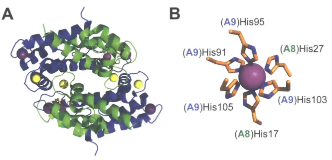 Figure  1.1.  Crystal  structure  of the  Mn(Il)-,  Ca(II)-,  and  Na(l)-bound  human  calprotectin heterotetramer  (A)  and  composition  of  the  Mn-His6  site  (B)