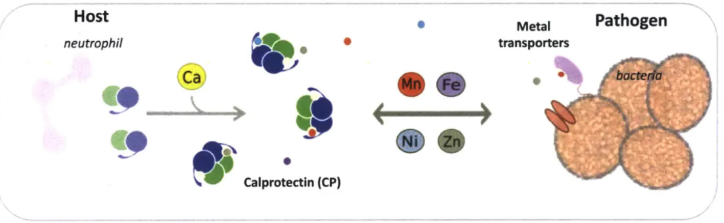 Figure  1.2.  Depiction  of  a  nutritional  immunity  scenario  in  which  calprotectin  (CP) competes with  pathogenic bacterial  metal  importers  for transition  metal  ions.
