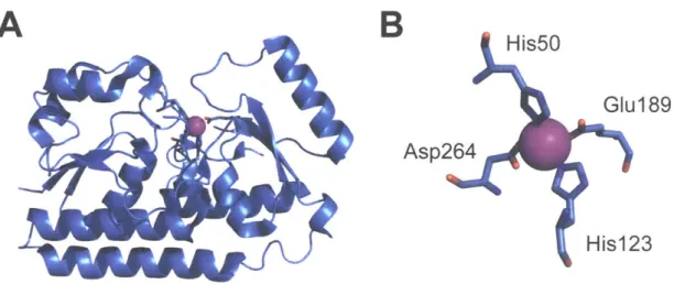 Figure 1.3.  Crystal structure of Mn-MntC  (A) and  depiction of Mn-binding  ligands (B)  with the  Mn  ion  shown  in  magenta  (PDB:  4K3V)