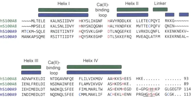Figure  2.1.  Amino  acid  sequence  alignment  of  the  S100A8  and  S100A9  subunits  of human  (h)  and  murine  (m)  CP