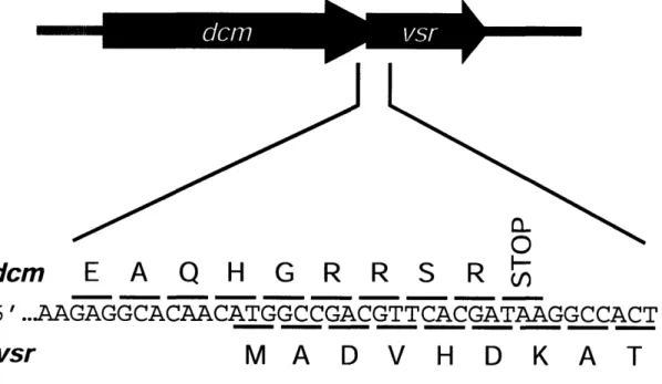 Figure  1.1.  Organization  of the dcm and  vsr genes.  The  5' end  of  vsr overlaps the 3' end of  dcm by 7 codons in a +1 reading  frame