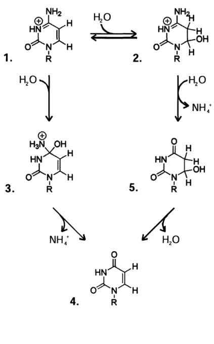 Figure  1.4.  Proposed  mechanisms  for  the  hydrolytic  deamination  of  cytidine.  One mechanism  involves  direct  attack at the  4-position  of  the pyrimidine  ring  of  cytidine  (1) by  a  hydroxyl  ion  followed  by  loss  of  ammonia  to  yield  